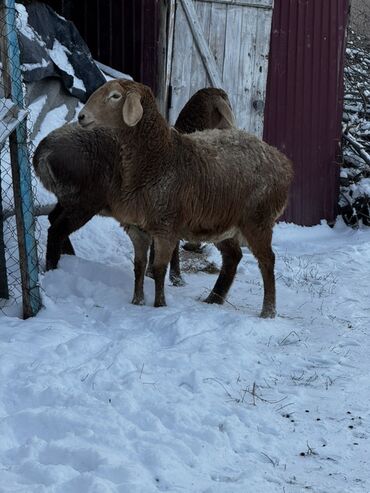 Бараны, овцы: Продаю | Овца (самка), Баран (самец) | Арашан — 6