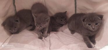 Pişiklər: Britan, Erkək, Dişi — 2