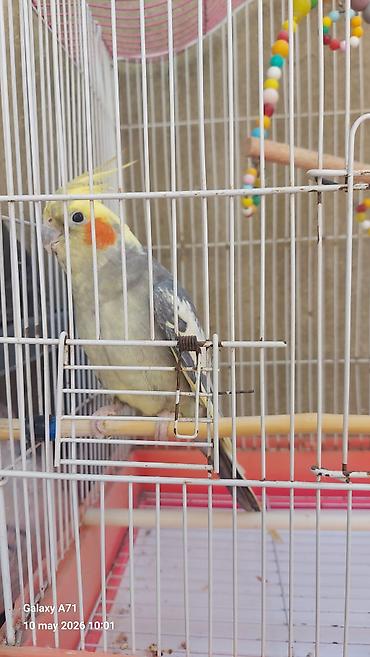 danışan tutuquşu satışı: Korella popuqayı danışır 3 dənə söz bilir – çox mehriban bir quşdur — 7