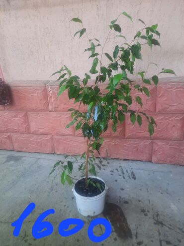 Алоэ: Алоэ at lalafo.kg — 11 Алоэ: Алоэ — 11