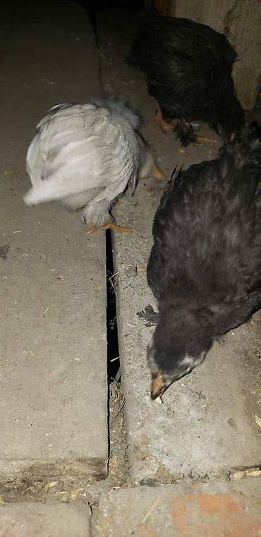 Куры, петухи: Продаю | Цыплята | Для разведения — 34