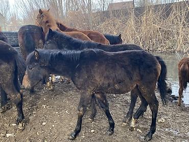 Лошади, кони: Продаю | Жеребенок | Для разведения — 6