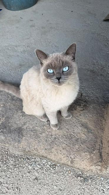 сиамский котенок: Кошка даром: Сиамская, 1 год, Девочка — 2