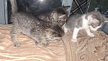 чёрные котята: Отдадим котят в добрые и заботливые руки! 🐾 ​О котятах: ​Дата — 2