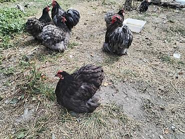 brama toyuqları: Курица, Brama, Для разведения — 2