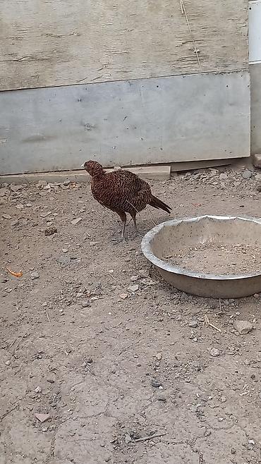 kisi xosbəxtliyi gulu: Təmiz Rumun qırqovlardı 7 8 aylığdı sağlam heyvanardı vaksin — 4