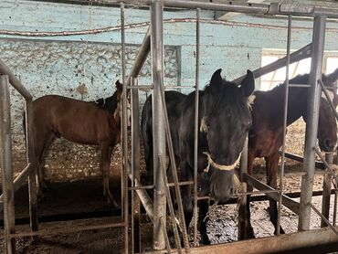 продаю лошади: Сатам | Жылкы (эркек) | Союуга, Көбөйтүү үчүн