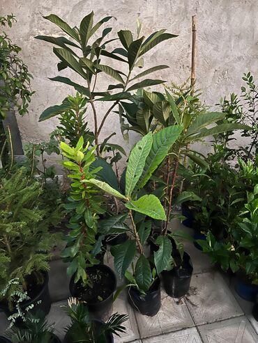 Ağaclar: Bağ bitkiləri – dekorativ ağac və kol sortları - Tulpan Maqnoliya — 13