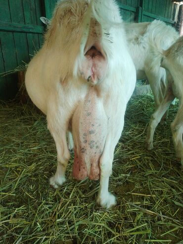 Козы, козлы: Продаю | Коза (самка), Козёл (самец) | Зааненская, Битал | Для разведения | Племенные — 26