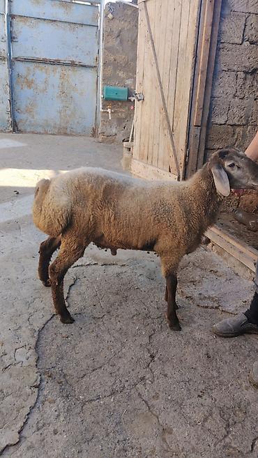 heyvanlar satışı: Tam sağlam 7-8 aylıq quzu satılır. Sırf təbii arpa və otla beslenib — 4