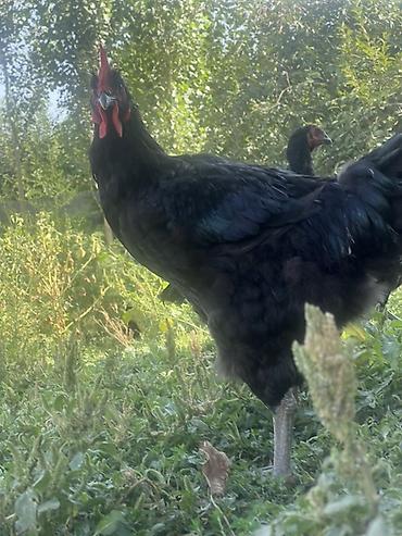 Куры, петухи: Продаю | Куры, Петух, Цыплята | Для разведения — 8