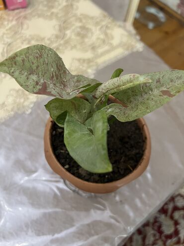 Otaq bitkiləri: Butun guleri endirimnen satiram ancag xanimlara satiw olur cox gul — 32