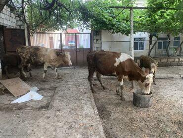 simmental inək satılır: Самка, Simental, лет: 1