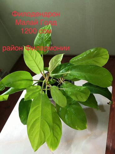 Другие комнатные растения: Комнатные домашние растения