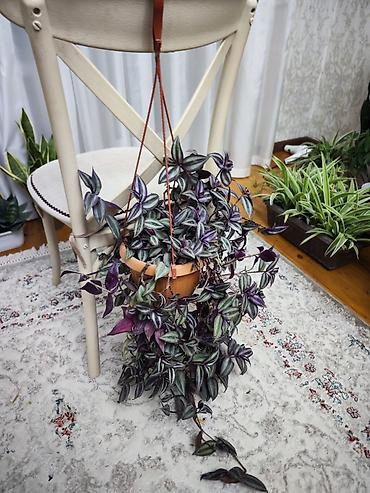 традесканция купить: Традесканция висячая (Tradescantia zebrina) в подвесном горшке + — 3