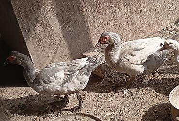 Erkək, | Lal ördək, Damazlıq lalafo.az -da Erkək, | Lal ördək, Damazlıq