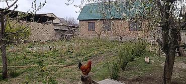 Продажа коттеджей и домов: Продаётся дом Арча Бешик с участком с двором и постройками. участок — 6