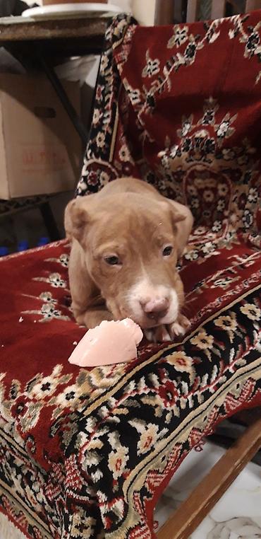 İtlər: Pitbul — 4