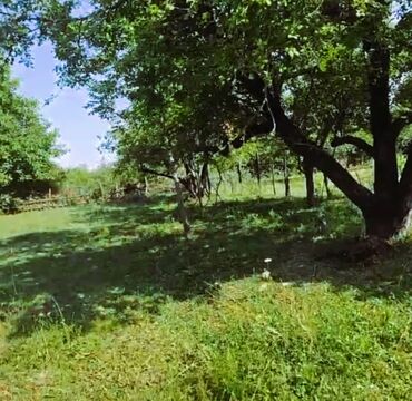 Qarajlar: 34 sot, Biznes üçün, Mülkiyyətçi, Kupça (Çıxarış)