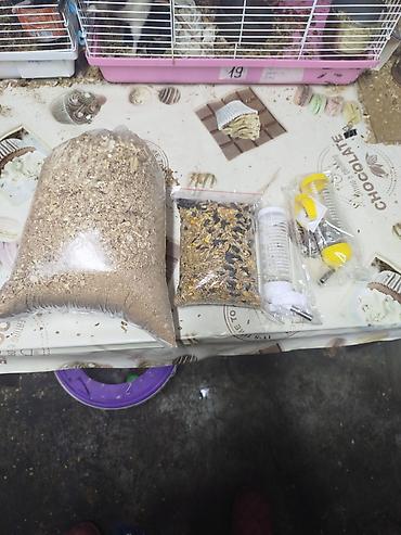 Крысы: Продам маленьких крысят Дамбо декоративные рексы ручные домашние. Есть — 9