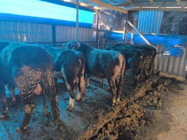 Коровы, быки: Продаю | Бык (самец) | На откорм | Привязанные — 9