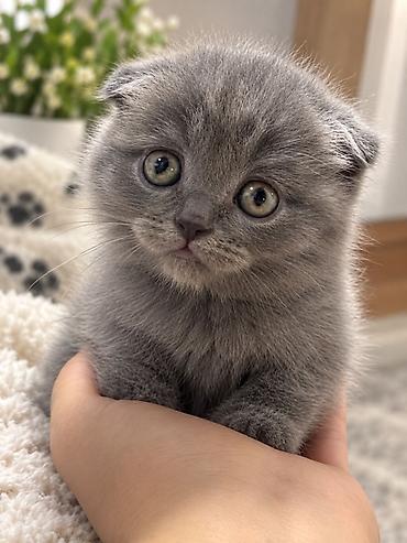 Скотиш Фолд (Шотландская вислоухая), 2 месяца, Девочка, Голубой, Приучена к лотку at lalafo.kg Скотиш Фолд (Шотландская вислоухая), 2 месяца, Девочка, Голубой, Приучена к лотку