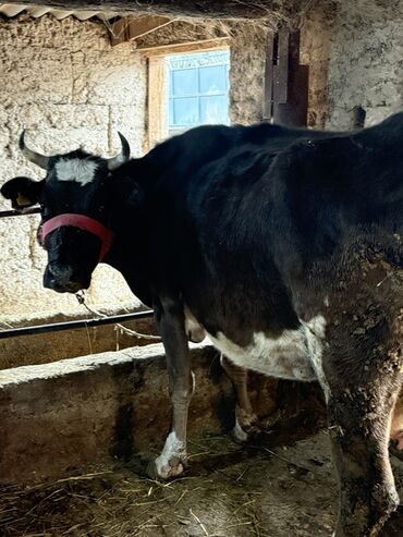 Коровы, быки: Продаю | Корова (самка) | Для молока | Привязанные — 15