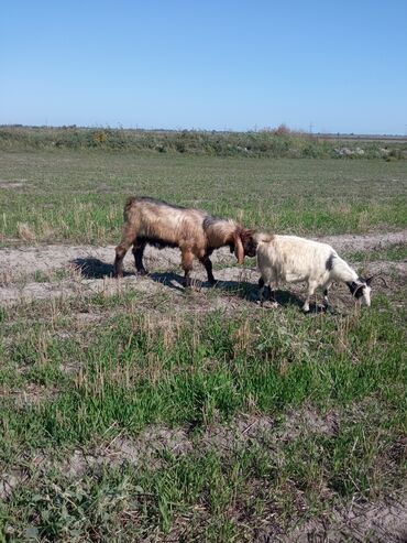 Keçi, çəpiş: Qoyun-keçi sürüsü üçün erkək keçi (ehtimalən yerli/anglo-nubian tipli — 7