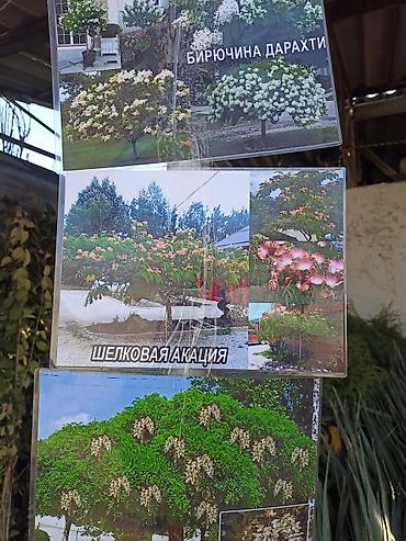 Виноград: Саженцы оптом и в розницу г.Бишкек доставка по городу Все виды — 11