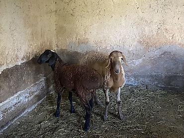 кошка манас: Продаю | Баран (самец) | Гиссарская, Арашан | На забой, Для разведения | Племенные, Осеменитель — 3