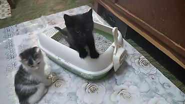 белая вислоухая кошка: Два очаровательных котёнка. - Серый котёнок девочка с мягким дымчатым — 2