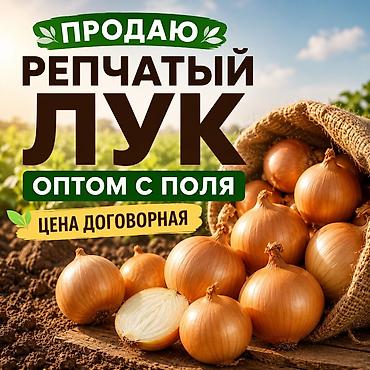 Лук Оптом