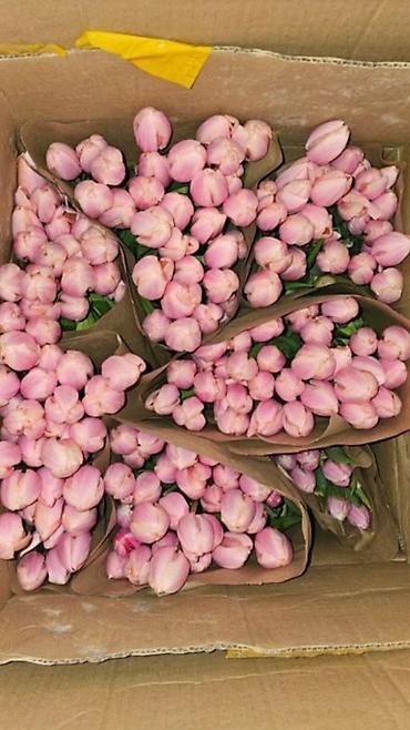 Тюльпан: Тюльпаны оптом - Цена: от 90 сом - Длина: 60 см - Тюльпаны с — 9