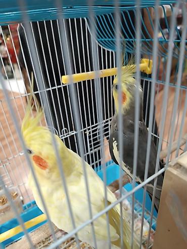 Попугаи: Karella Tutuquşu Hazır cütdü 5 gündü yumurtaya düşüb, Tək halda hərəsi — 3