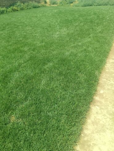 Ağaclar: BuQazon catrlma qurasdrma dekarativ agaclarin satişi 24/7 elaqe -da lalafo.az — 8 Ağaclar: BuQazon catrlma qurasdrma dekarativ agaclarin satişi 24/7 elaqe — 8