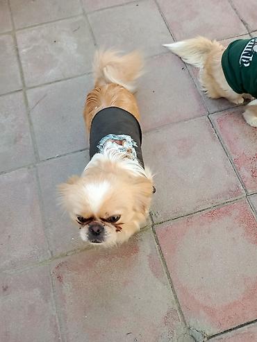 İtlər: Pekines, 1 il, Peyvəndli — 10