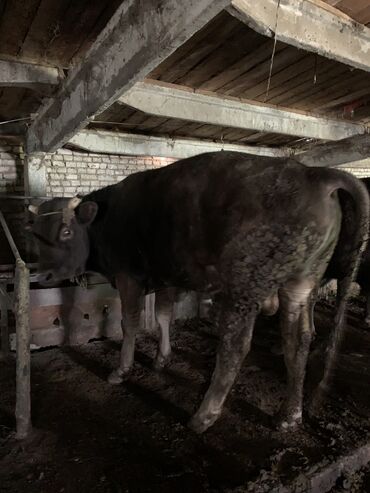 Коровы, быки: Продаю | Бык (самец) | Алатауская | На откорм, На забой, Для разведения