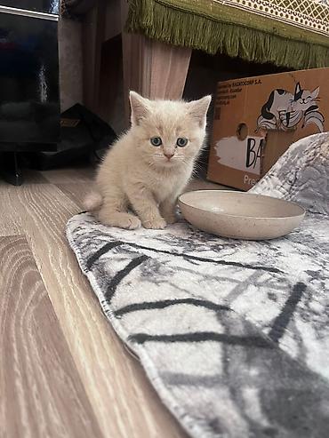 Pişiklər: Erkək, Dişi, Yaxşı əllərə, Ünvandan götürmə, Pulsuz çatdırılma, Ödənişli çatdırılma — 5