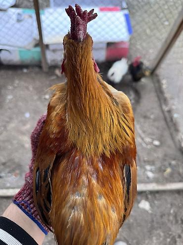 Куры, петухи: Продаю | Петух | Для разведения — 5