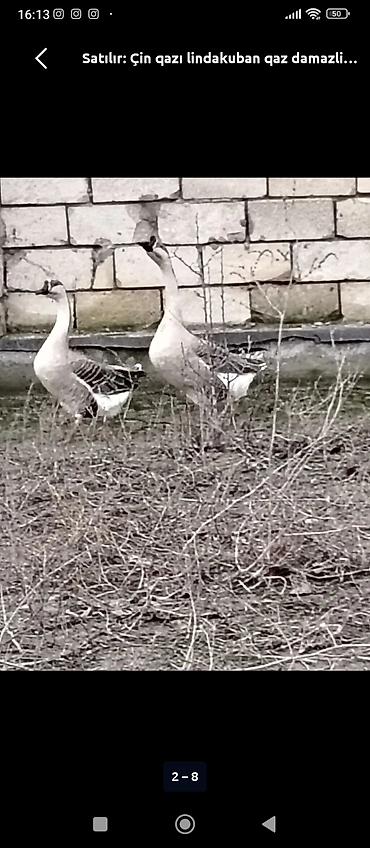 Kimde bele kuban qazı varsa mənə yasin 4 dene lazımdı 1 erkek 3 dişi lalafo.az -da Kimde bele kuban qazı varsa mənə yasin 4 dene lazımdı 1 erkek 3 dişi