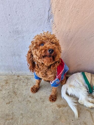 Аквариумы: SALAM ORİJİNAL POODLE ERKEY RED BROWN, 2 YAŞ YARIM AKTİV VƏ