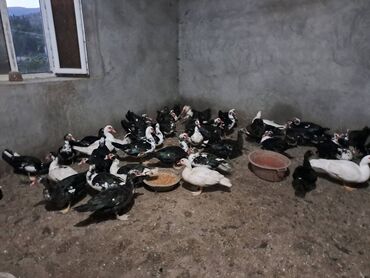 cins pencekler kisi ucun: 600 yaxın lal ördək satılır hamısı birlikdə 14 azn içində 50-60 aznlik