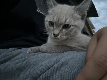 фонд добрые руки: Эркек