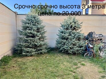 оливковое дерево: Рассада деревьев: Ели, Самовывоз