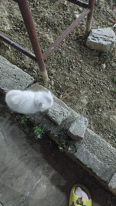 Pişiklər: Şotland — 12