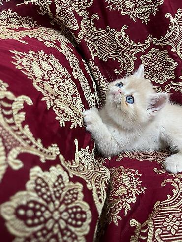 Кошки: Шотландская вислоухая — 7