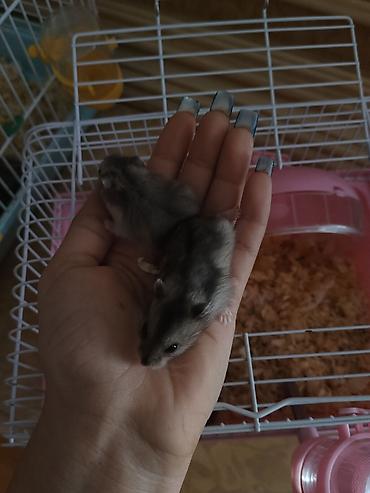 hamster near me: Cırtdan xomyaklar – ev heyvanı Qəfəslə birlikdə hamısı 50 AZN ayrı — 5