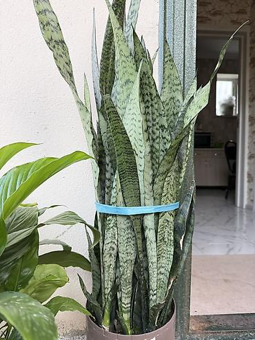 guller: Güllər satılır: - Qılınc gülü (Sansevieria): böyük boy, dibi doludur — 1