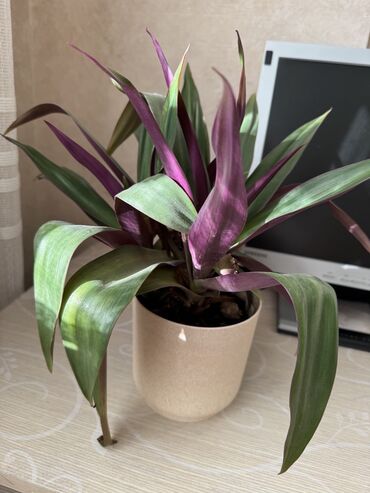 Otaq bitkiləri: Güllər satılır dibçəkdə, hamısını götürənə endirim. Birinə aiddir — 5