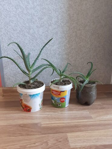 otaq qap: Əzvay bitkisi. Malicəvidi. (Aloe). Şəkildə birinci olan 3 manatdı. O